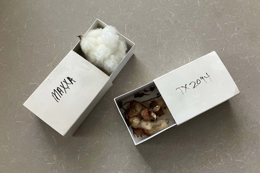Boxes in Jonathan Wendel's office hold seed pods with short, brown wild cotton fibers and long, white domesticated cotton fibers.