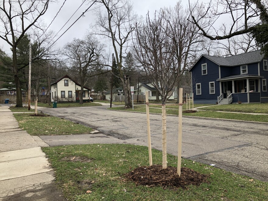 A sapling with wrapped trunk, braced with stakes on either side, with houses, the street and mature trees in the background. The trees are bare because of the season.