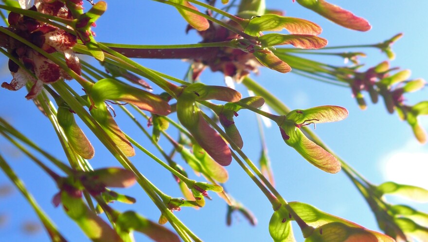 maple seeds