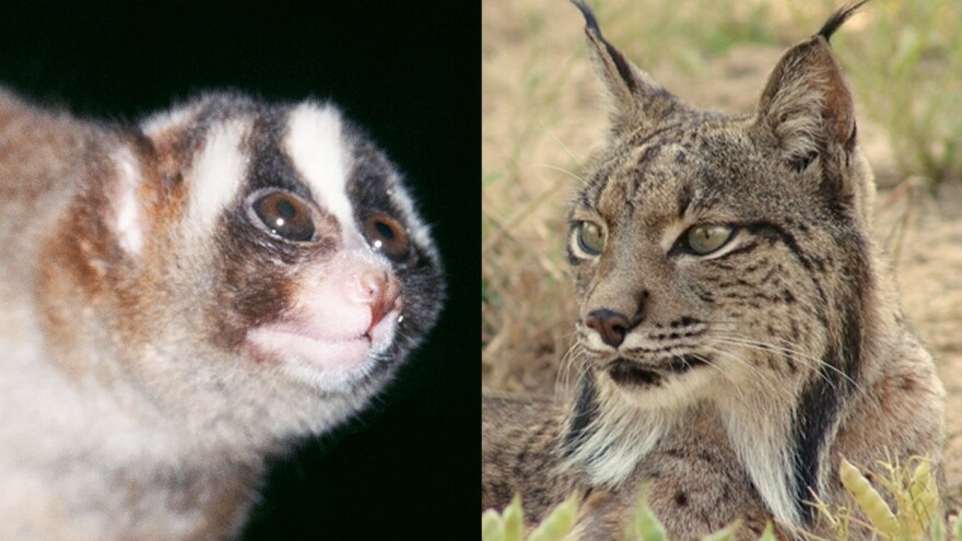 The 11th-seeded Javan slow loris (left) will face the 6th-seeded Iberian lynx in Round 1 of this year's Mammal March Madness.