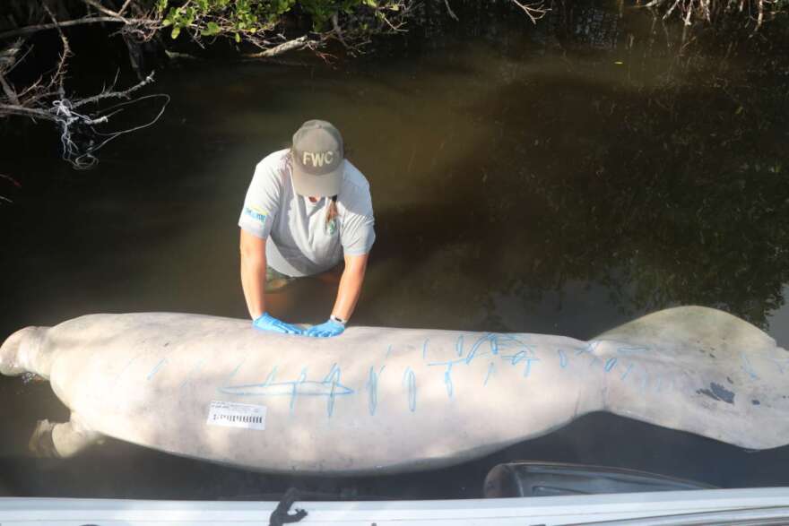 The vast majority of manatee deaths have been in the Indian River Lagoon, a biologically diverse east coast estuary that has been plagued with water quality problems and widespread seagrass losses. Photo courtesy the Florida Fish and Wildlife Conservation Commission
