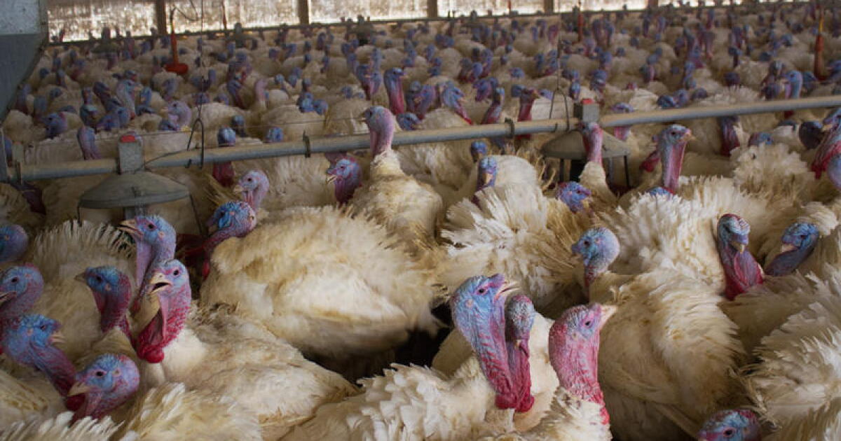 Bird flu confirmed in Buena Vista County commercial turkey flock; the third case in the county