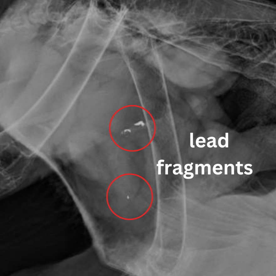 An X-ray image shows lead fragments inside a bald eagle. A 2022 study published in the journal Science, estimates more than half of adult bald eagles have chronic lead poisoning. (Credit:)