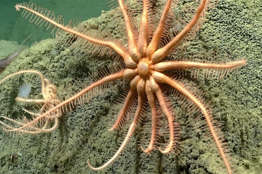 a starfish