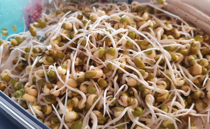 Chenda sprouted her own mung beans for the soups