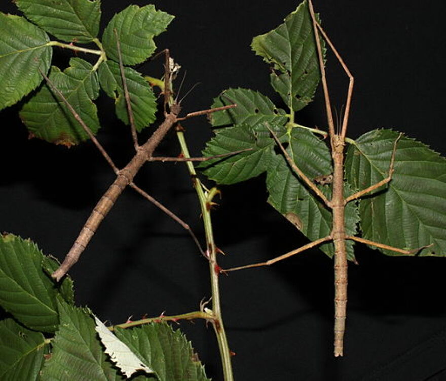Female "Walking Sticks"