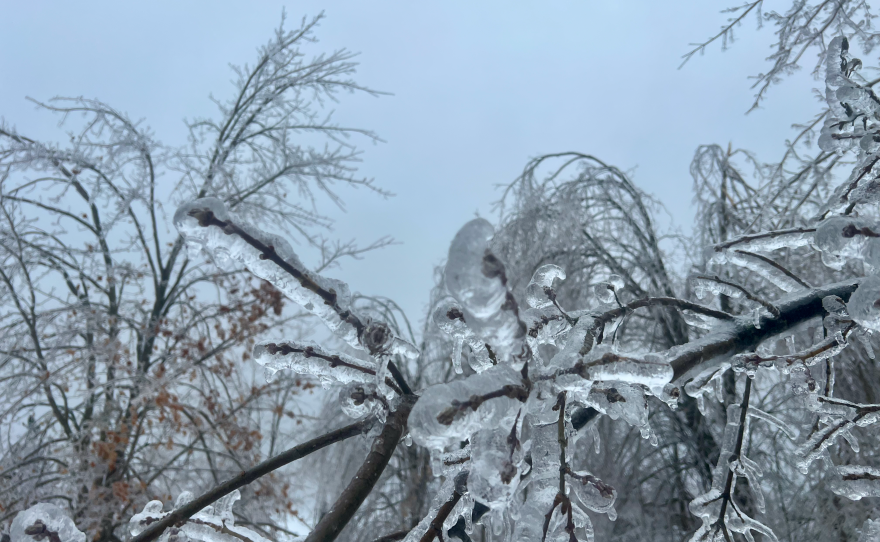 Ice encases a tree on March 30, 2025, along Polish Line Road in Cheboygan. Even a quarter-inch of ice can add tremendous weight to trees and power lines, bringing them down easily. Accumulation from this ice storm was well above those levels. (Photo: Michael Livingston/IPR News)