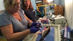 Dr. Dana Wetzel (left) of the Mote Marine Laboratory, preparing fish tissue samples to send to laboratories that will study how the fish was affected by oil. (Courtesy David Levin)