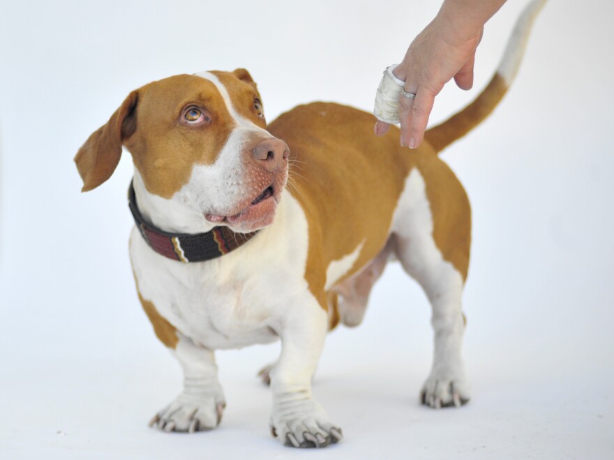 Walle, a beagle-basset mix, won the 25th annual World's Ugliest Dog competition in Petaluma, Calif., on Friday.