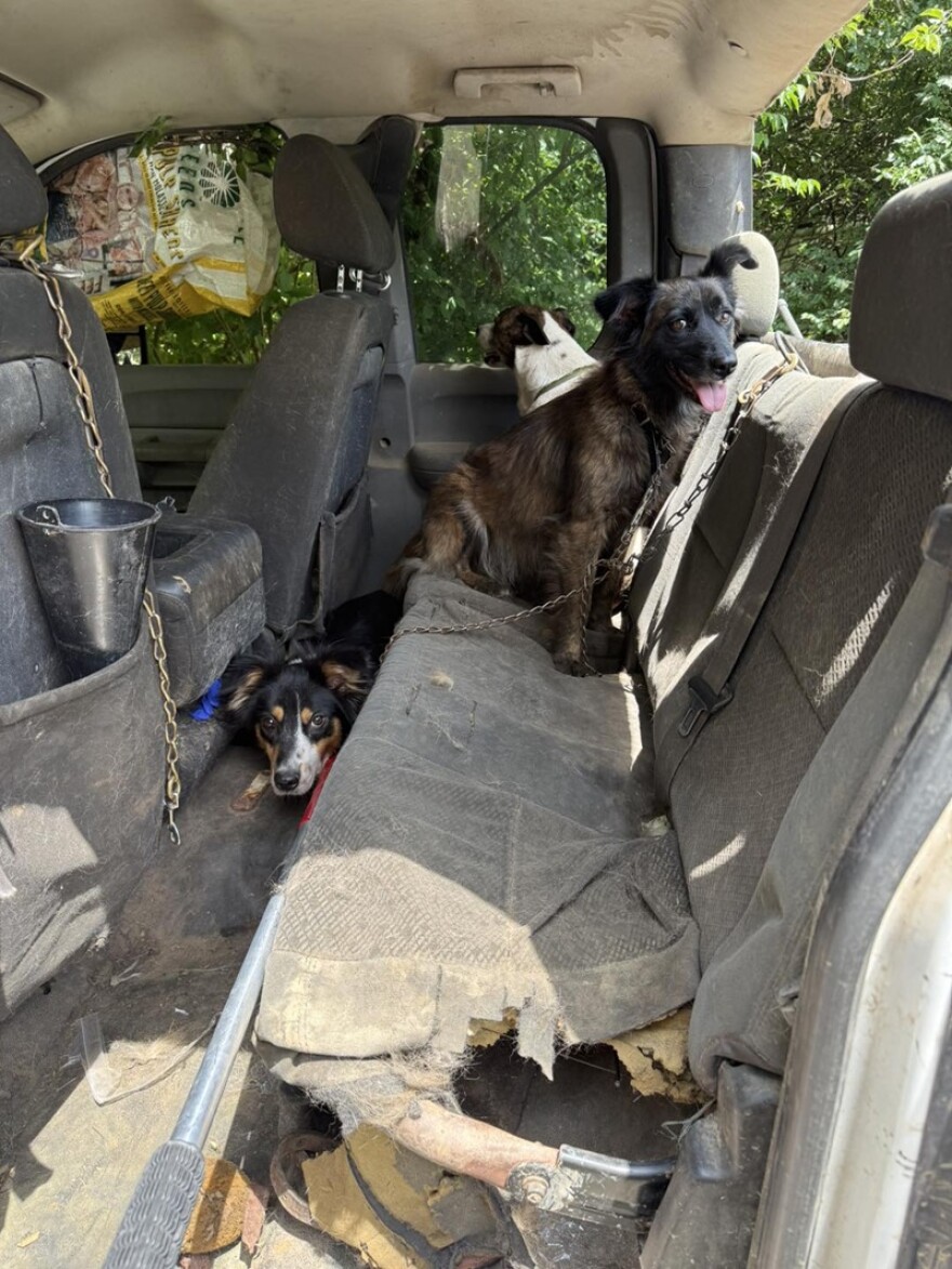 These dogs, found chained in a car, were among 34 dogs and horses found on the property of a woman whose body was later found on a neighbor
