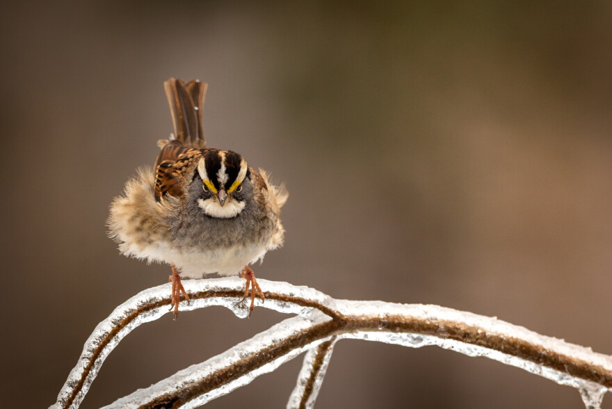 Bird Chest Ruffles Geese, doves, partridges (in a pear tree)? It's the season for Audubon ...