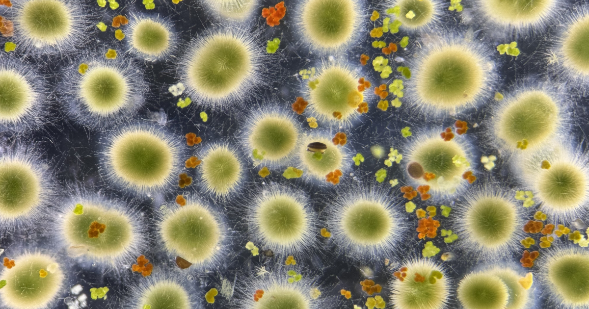 Certain algal bloom bacteria not as toxic as previously thought