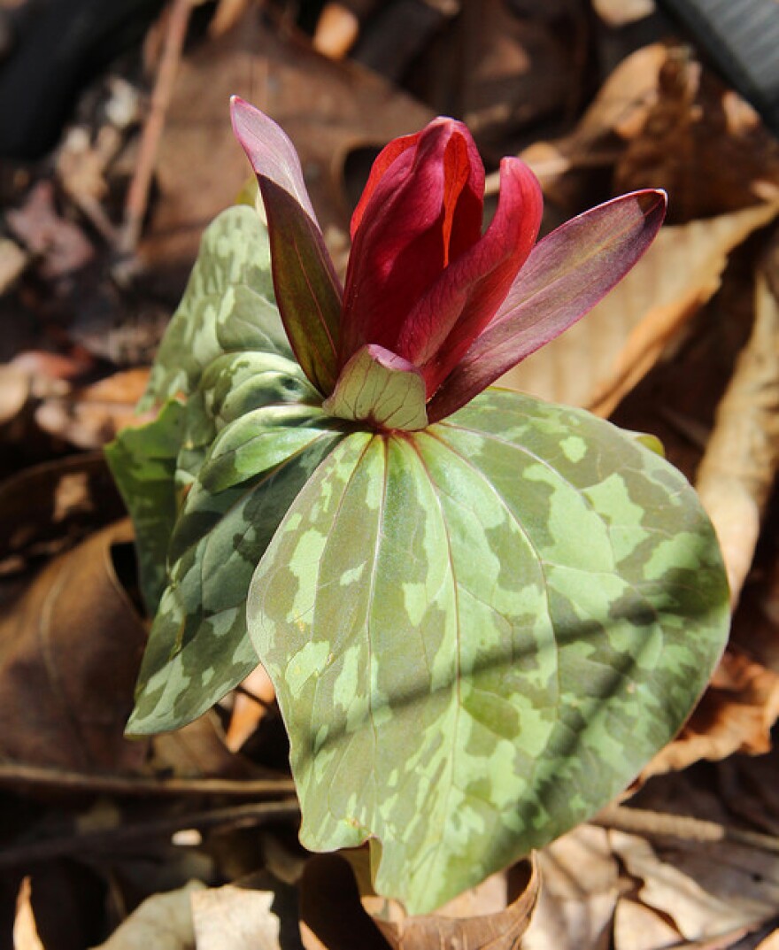 Little Sweet Betsy (Trillium cuneatum). Found in the forest along Hamby Creek at the I-85 Southbound Rest Stop in Davidson County, North Carolina.