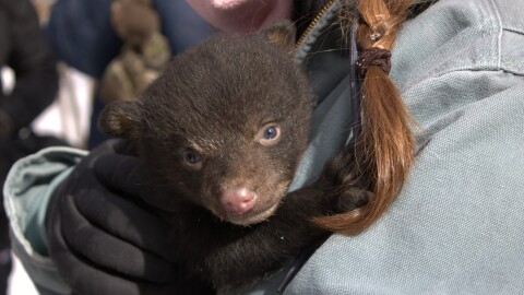 A DNR wildlife representative holds a female bear cub during.