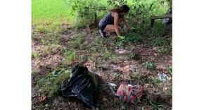 Brynn Fricke, 18, an environmental science major from Frisco, Texas, pulls invasive plants from the ground on the edge of the McCarty Woods conservation area during a cleanup on Aug. 29. (Abigail Hasebroock/WUFT News)