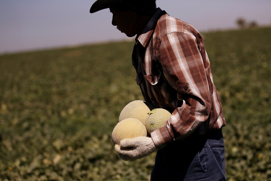 A worker harvests cantaloupes on a farm on Aug. 22, 2014 near Firebaugh, Calif., 40 miles west of Fresno.