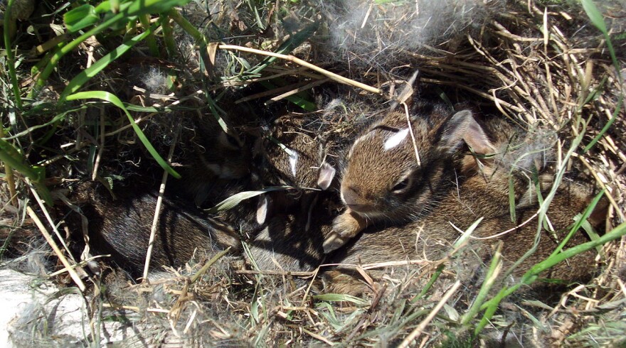 Baby eastern cottontail rabbits in their nest