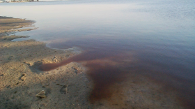 Harmful red tide stretches 135 miles along the coast of Florida.