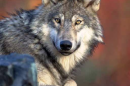 Gray Wolf