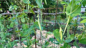 rows of peas growing on a vine on a fence.