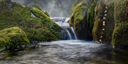 Richard_Alan_Cohen_Planet_Falls-1.jpeg