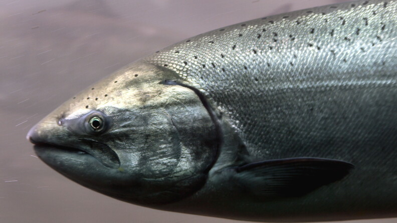 A Chinook salmon swims in a river.