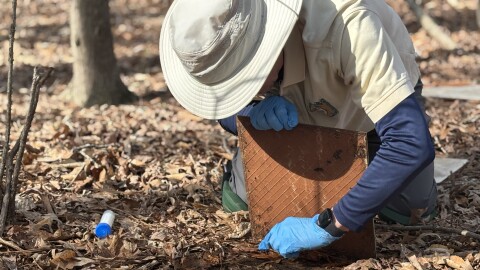 Volunteer Larry Lewis looks for salamanders during a survey at the Virginia Living Museum on March 30, 2026.
