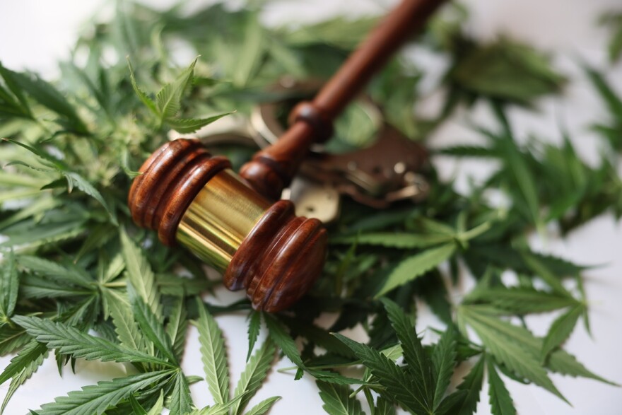 A judge gavel sits atop green marijuana leaves