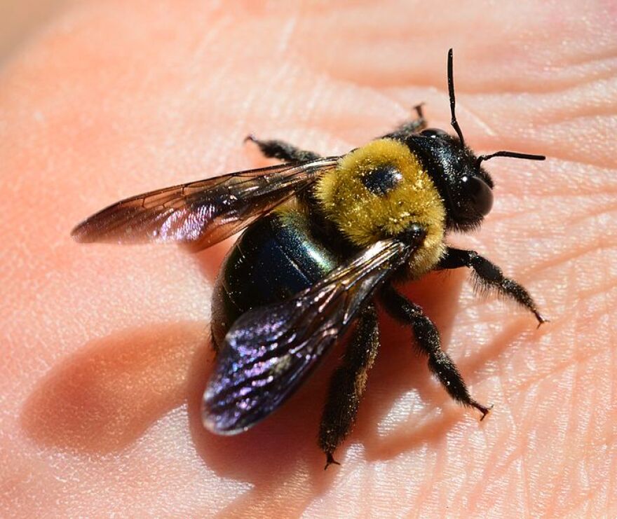 Eastern carpenter bee