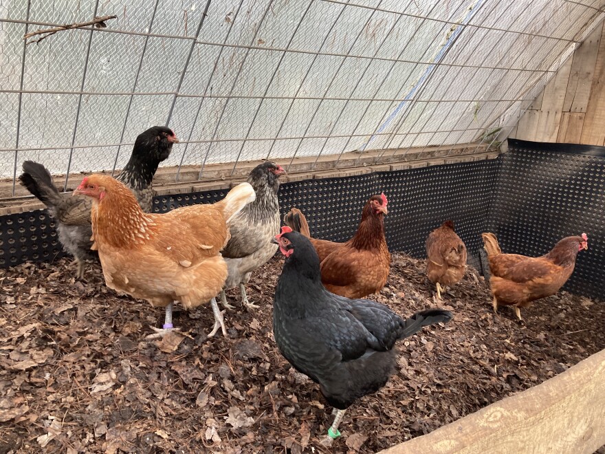 A dozen chickens bustle around a steaming pile of compost in a coop in Haasl's backyard.