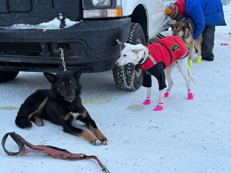 One of Keaton Loebrich’s leaders: ten-year-old Rambo (left) is running what may be his final race.