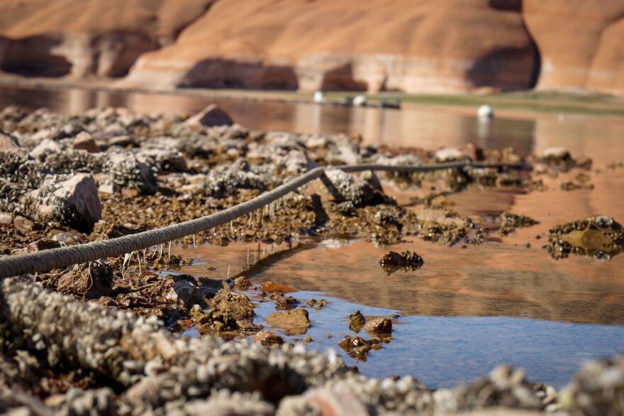 Receding water exposes mussel-covered rocks and algae-coated rope in Bullfrog Bay, April 28, 2026.