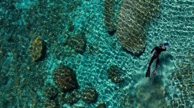 A person snorkeling in Lake Tahoe. They are collecting algae samples.