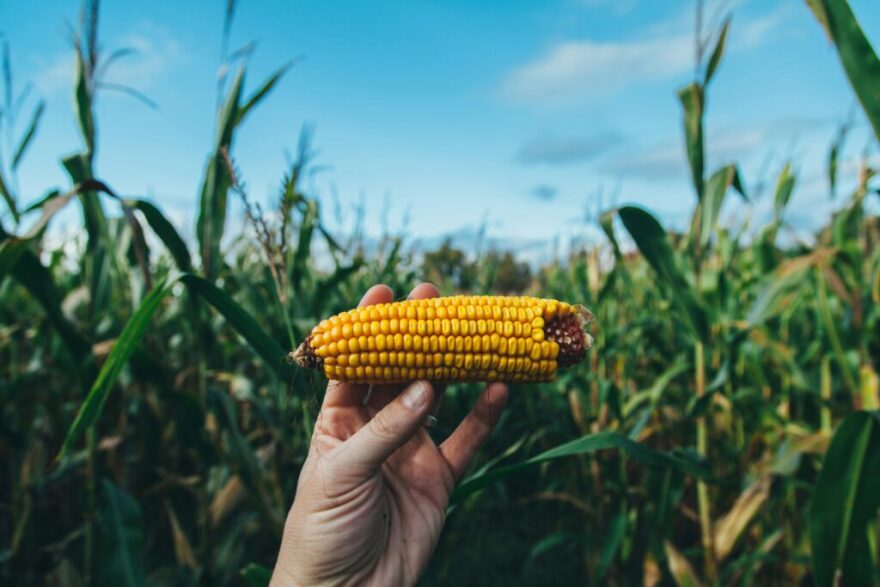 In 2024, more than 90% of corn, soy and cotton in the U.S. were grown from genetically modified seeds, which are usually designed to contain or resist pesticides.