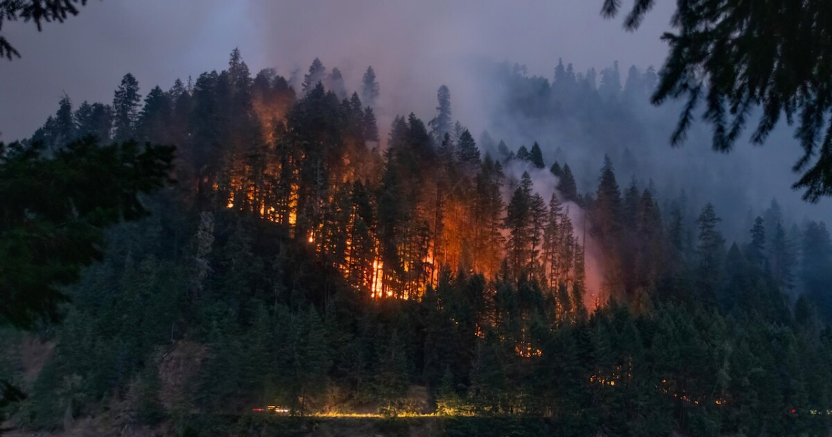 OSU research shows certain old growth forests most vulnerable to severe wildfires