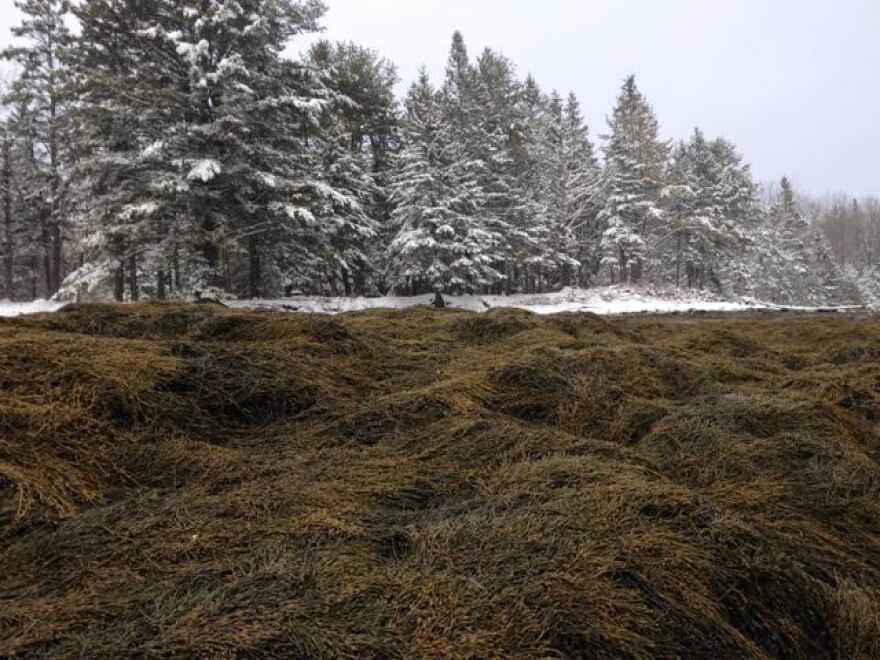 Rockweed coats the shoreline on the Maine coast.