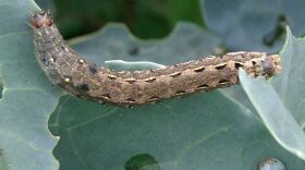 An army worm, Spodoptera litura