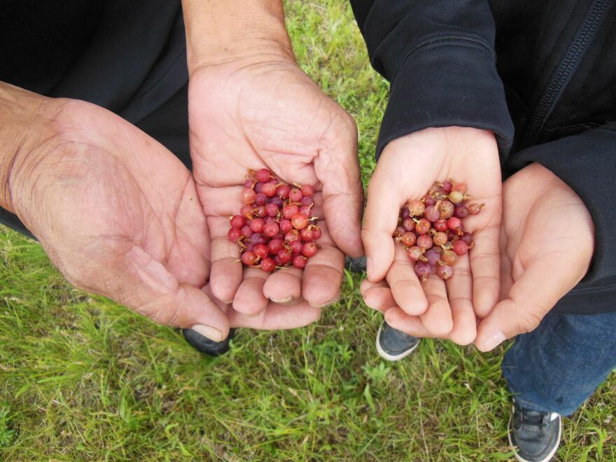 An elder and apprentice with local ingredients.
