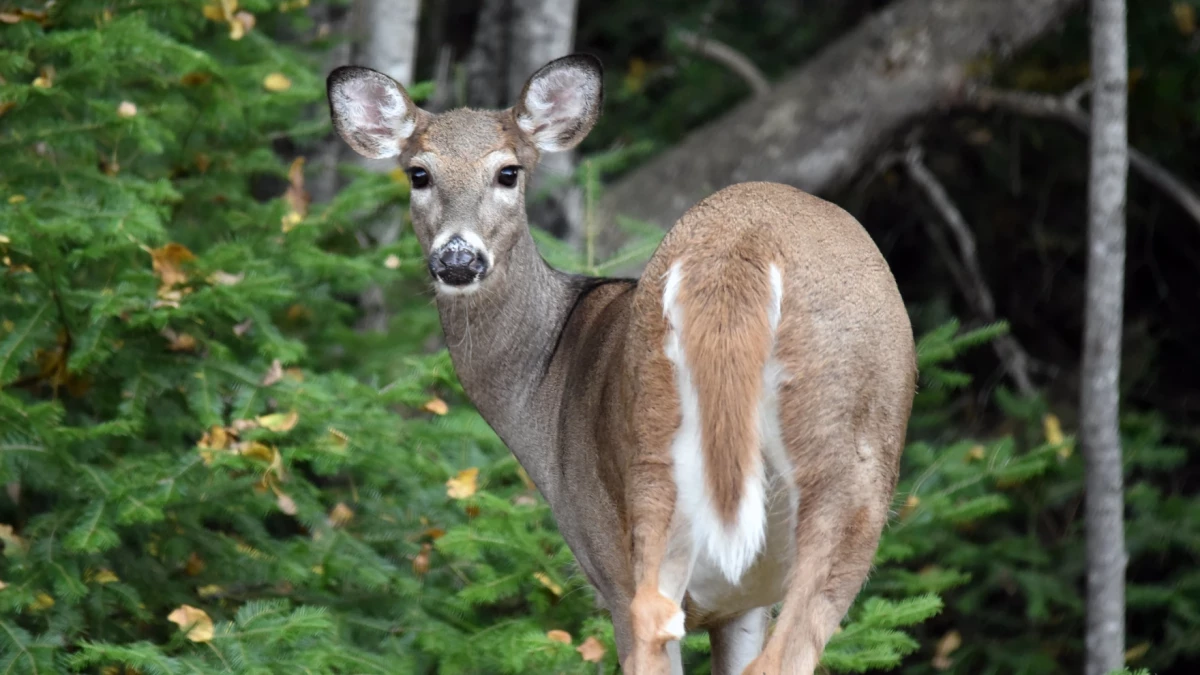 Three tribes sue Governor Stitt, Oklahoma wildlife officials in hunting license fight