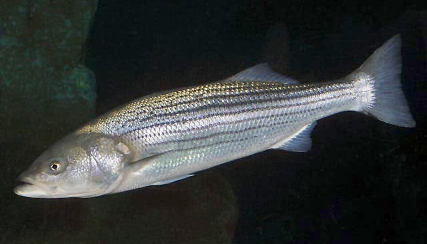 Striped bass are likely to begin their fall migration after this weekend's big storm passes.