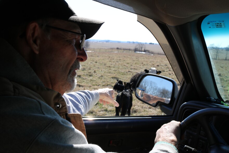 Nicky Baker, a cattle farmer in Caldwell County, points out some young calves on a farm he manages. These calves were born during the spring calving season, which means they're still pretty young.