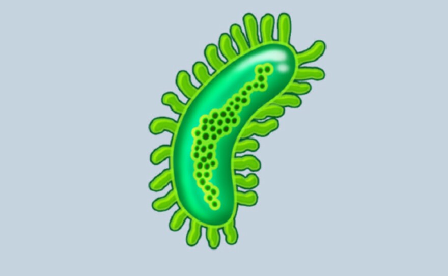 The new microbe emoji doesn't appease virologists' desire for their own emoji. It "just doesn't look like any of the viruses that any of us work on," says <a href="https://www.vetmed.wisc.edu/people/kbernard/" data-key="141">Kristen Bernard</a>, a virologist at the University of Wisconsin in Madison.