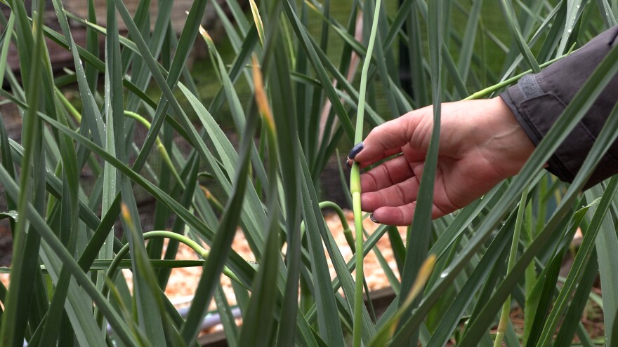Suzanne Beck displays the garlic she has grown in her garden in Dallas - the public will have a chance to see her work on the Back Mountain Bloomers 2023 Tour of the Back Mountain Gardens.