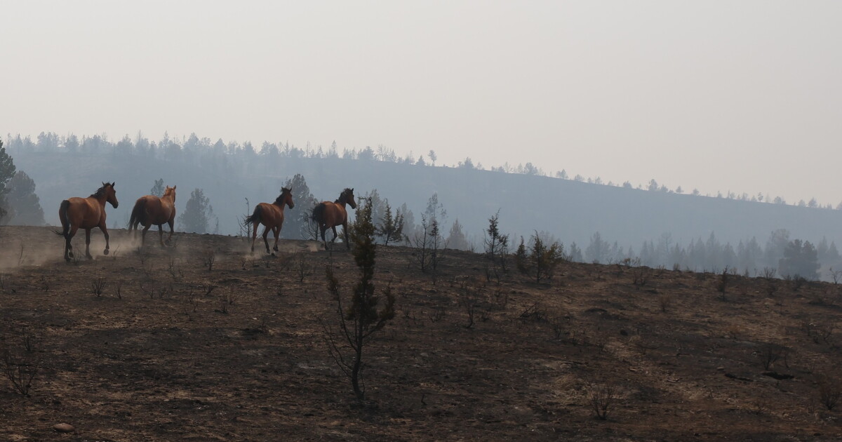 Warm Springs ranchers seek help after wildfires destroy grazing habitat for wild horses, cattle
