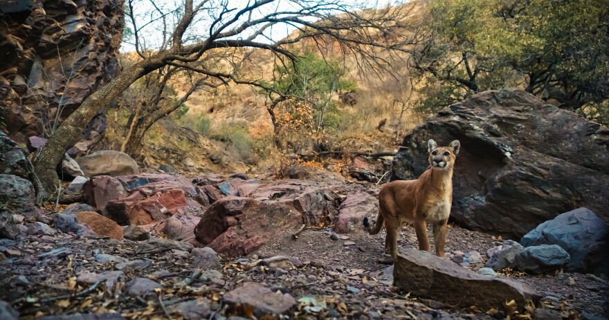 mountain-lion