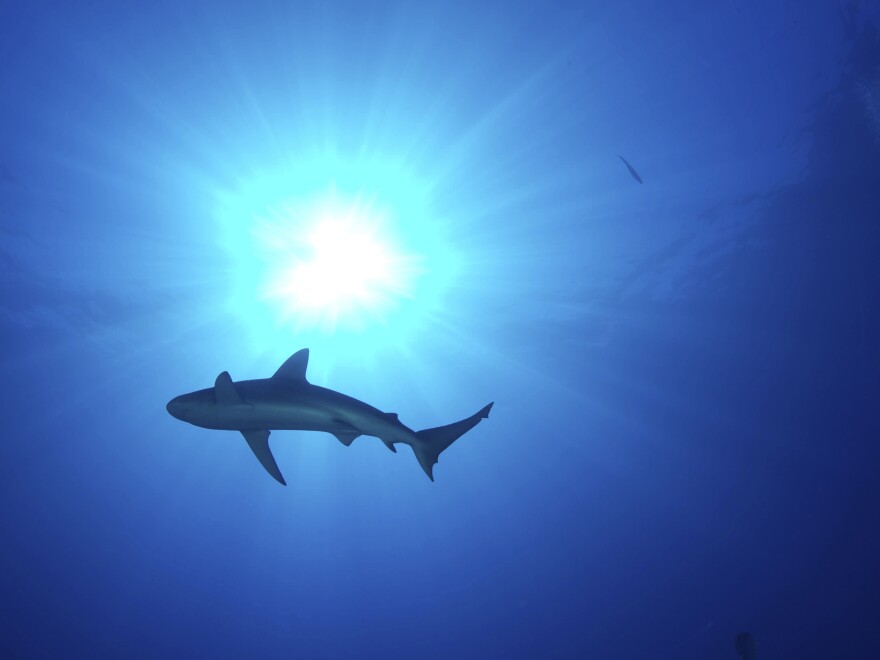 A shark swims off the coast of Midway Atoll on the northern edge of the Papahanaumokuakea Marine National Monument in Hawaii. The Trump administration plans to consider reversing the designation of some marine sanctuaries.