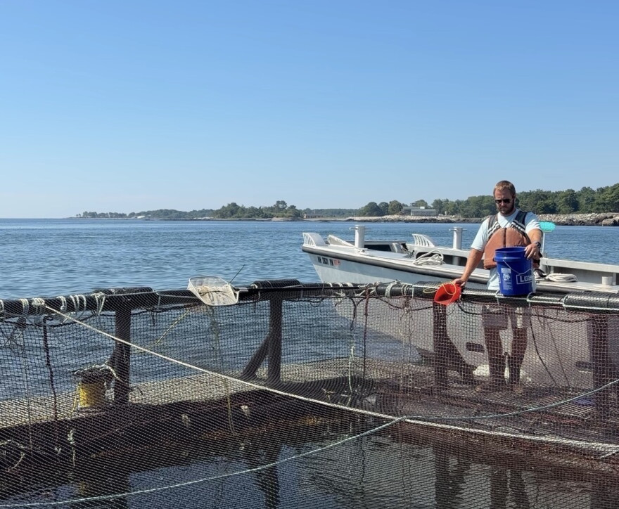 Erich Berghahn, part of the UNH AquaFort team, feeds the steelhead trout at the AquaFort project off the coast of New Castle, NH.