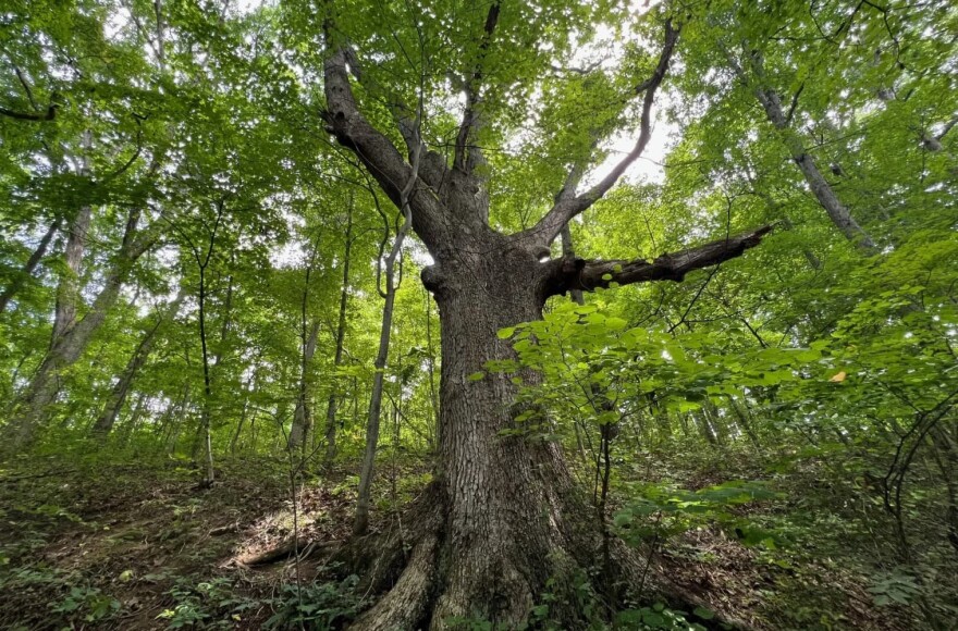 Environmentalists sue U.S. Forest Service to stop plans to clear-cut White Oak  forest | NPR Illinois