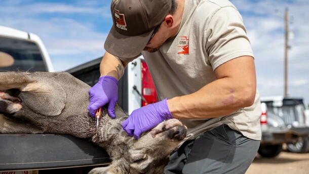 A deer in the bed of a truck, with their head hanging off the back. A person is holding a tool up to the deer's neck.
