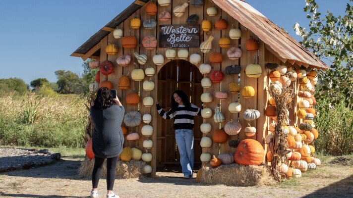 A young girl uses for a picture at Western Belle Farm. Photo opportunities like this one have become popular for pumpkin patches and family farms.